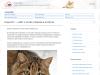 Наш Кот — сайт о котах, кошках и котятах. На нашем сайте вы найдете наиболее
